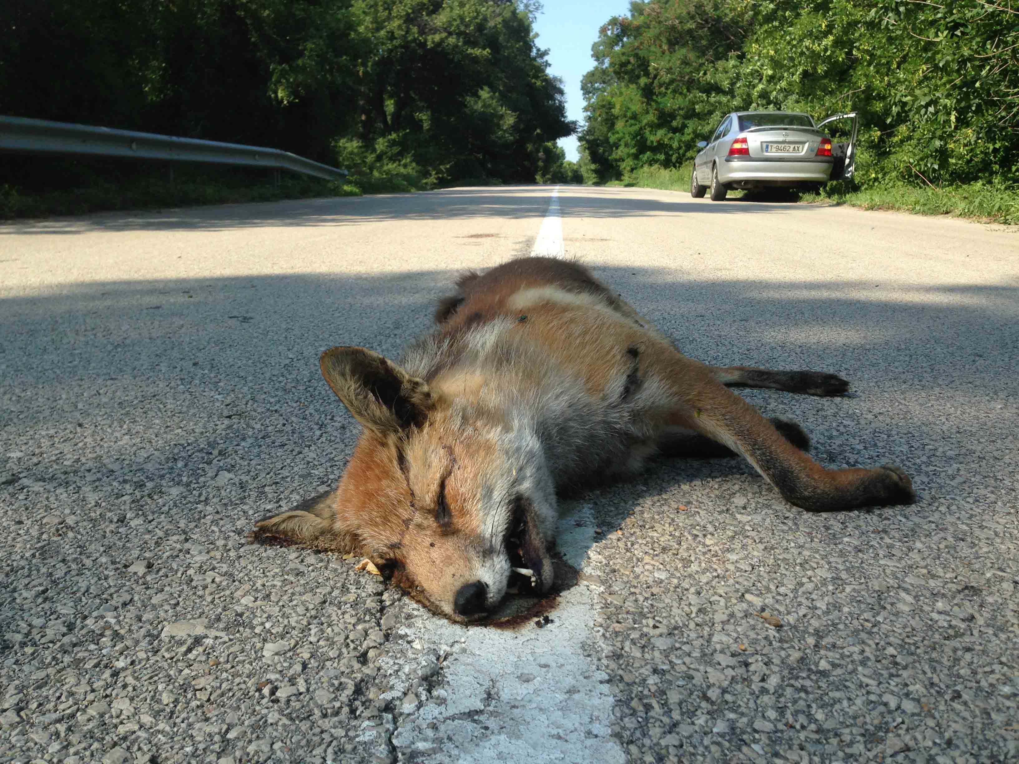 La atracción fatal de los zorros hacia las carreteras: mueren rastreando conejos